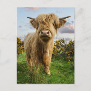 Carte Postale Young Highland Cow