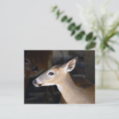 Carte Postale Young Homme Key Deer, Floride (Debout devant)