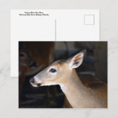 Carte Postale Young Homme Key Deer, Floride (Devant / Derrière)