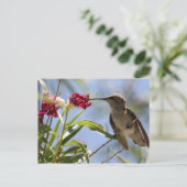 Carte postale Young Hummer (Debout devant)