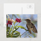 Carte postale Young Hummer (Devant / Derrière)