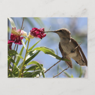 Carte postale Young Hummer