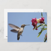 Carte postale Young Hummingbird (Devant / Derrière)