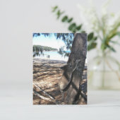 Carte Postale Young Koala, Geoffrey Bay, île magnétique (Debout devant)