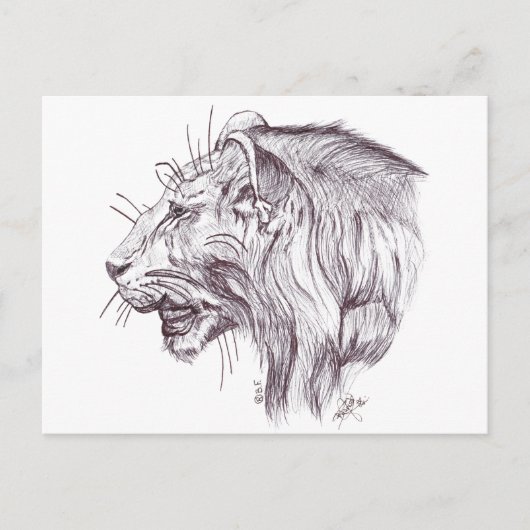 CARTE POSTALE YOUNG LION (Devant)