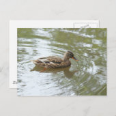 Carte Postale Young Mallard Duck - Roath Park Lake, Cardiff, UK (Devant / Derrière)