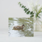 Carte Postale Young Mallard Duck - Roath Park Lake, Cardiff, UK (Debout devant)