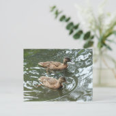 Carte Postale Young Mallard Ducks (Debout devant)