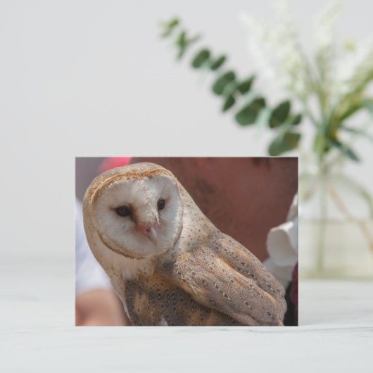 Carte Postale Young Owl (Debout devant)
