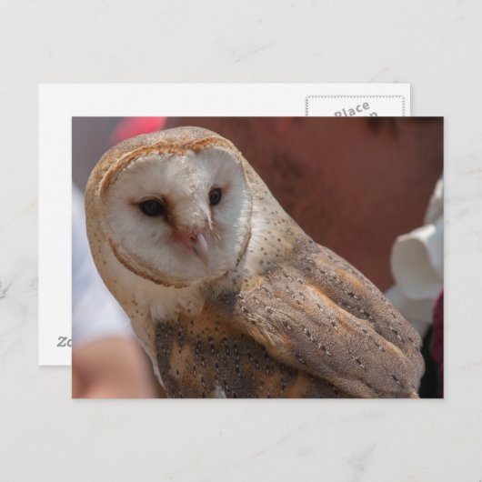 Carte Postale Young Owl (Devant / Derrière)