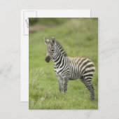 Carte Postale Young Zebra (Devant / Derrière)