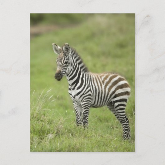 Carte Postale Young Zebra (Devant)