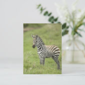 Carte Postale Young Zebra (Debout devant)