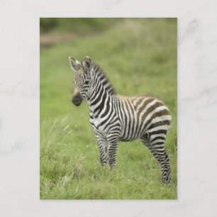 Carte Postale Young Zebra