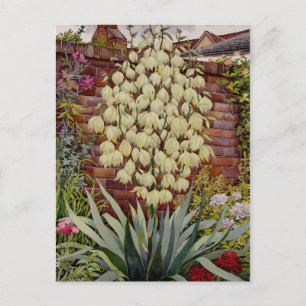 Carte Postale Yucca
