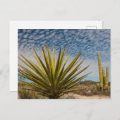 Carte Postale Yucca Dans Le Désert, Mexique (Devant / Derrière)