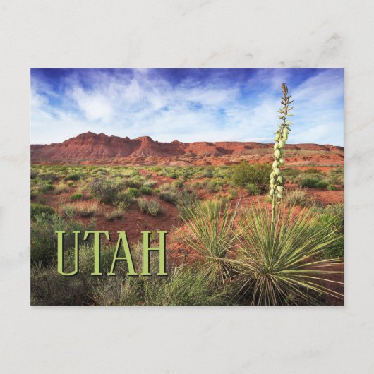 Carte Postale Yucca du désert de l'Utah (Devant)