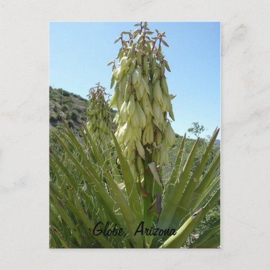 Carte Postale Yucca en fleurs (Devant)