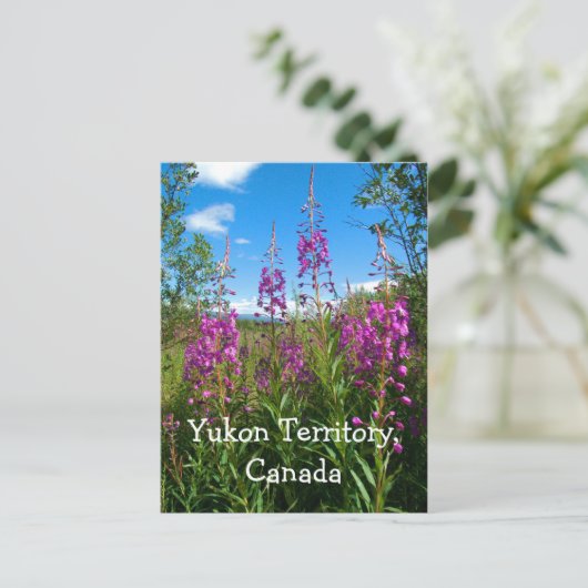 Carte Postale Yukon Fireweed (Debout devant)