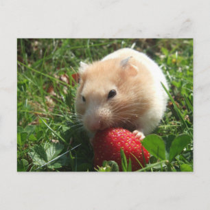 Carte Postale Yummy Strawberry Hammie