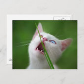 Carte Postale Yummy - Van Cat (Devant / Derrière)