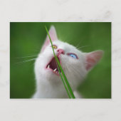 Carte Postale Yummy - Van Cat (Devant)