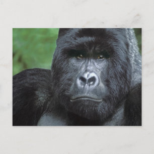 Carte Postale Zaïre, parc national des Virunga. Portrait de