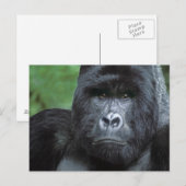 Carte Postale Zaïre, Parc national des Virungas. Portrait de (Devant / Derrière)