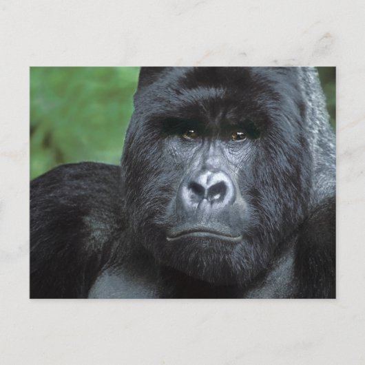 Carte Postale Zaïre, Parc national des Virungas. Portrait de (Devant)