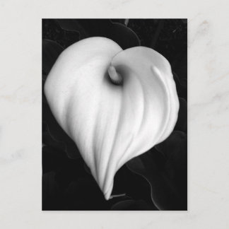 Carte Postale Zantedeschia en noir et blanc