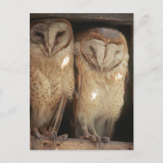 Carte Postale Zanzibar, Tanzanie, Afrique de l'Est (Devant)