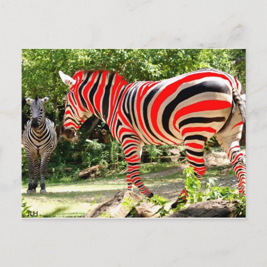 Carte Postale Zebhuh ? (Devant)