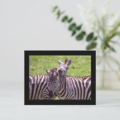 Carte postale Zebra (Debout devant)