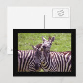 Carte postale Zebra (Devant / Derrière)
