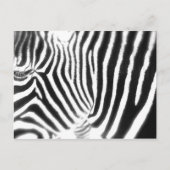 Carte postale Zebra (Devant)