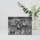 Carte Postale Zebra (Debout devant)
