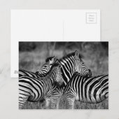 Carte Postale Zebra (Devant / Derrière)