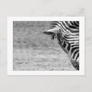 Carte postale Zebra