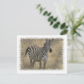 Carte postale Zebra (Debout devant)