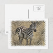 Carte postale Zebra (Devant / Derrière)