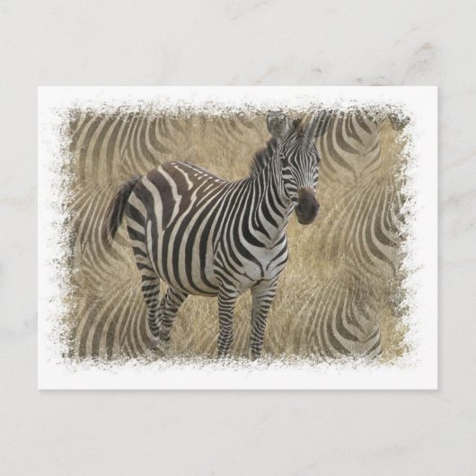Carte postale Zebra (Devant)