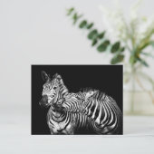 Carte Postale Zebra (Debout devant)