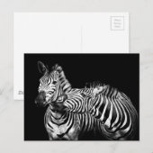 Carte Postale Zebra (Devant / Derrière)
