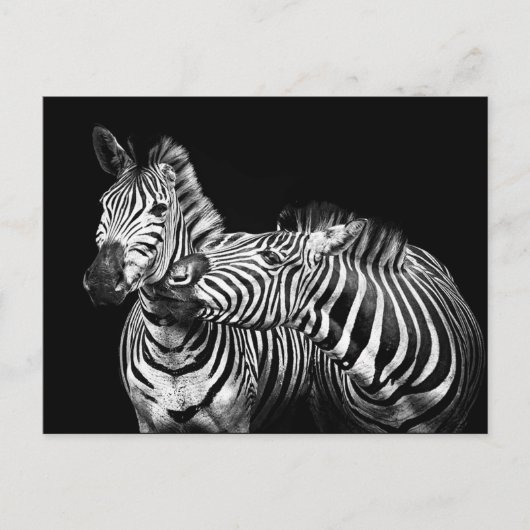 Carte Postale Zebra (Devant)