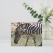 Carte postale Zebra (Debout devant)
