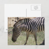 Carte postale Zebra (Devant / Derrière)