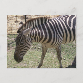 Carte postale Zebra