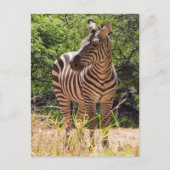 Carte postale Zebra (Devant)
