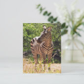 Carte postale Zebra (Debout devant)
