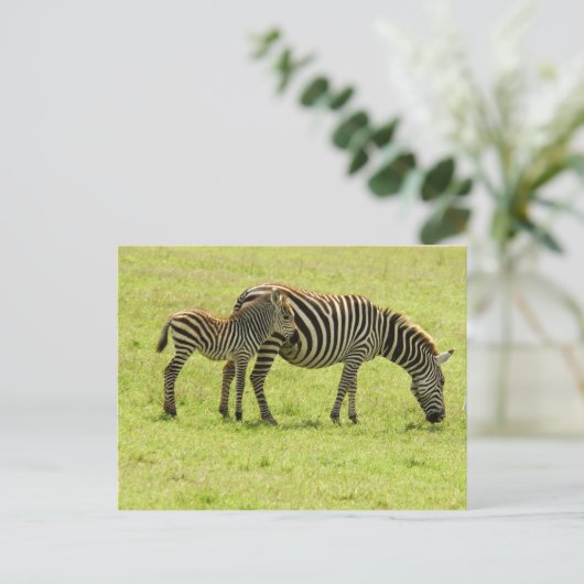 Carte postale Zebra (Debout devant)